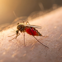 Infected Insect Bite